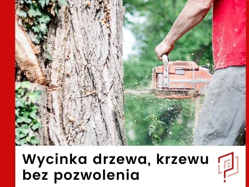 Wycinka drzewa przy budynku: Bezpiecznie usuń zagrożenie (2026)